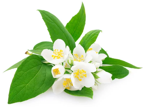 Fresh jasmine on white background — Stock Photo, Image