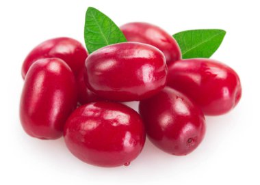 Beyaz arka planda taze köpek ağacı