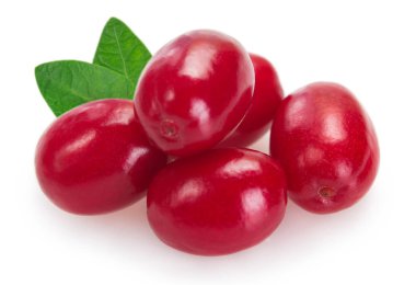 Beyaz arka planda taze köpek ağacı