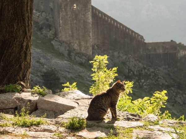 Terk edilmiş eski Şapel Kotor kale arkasındaki dağlarda. Karadağ, Kotor