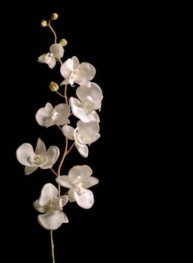 Koyu arkaplanda tek orkide dalı