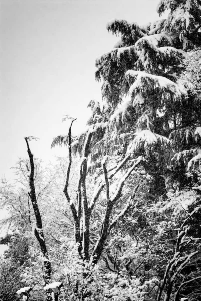 Деревья Снегом Зимний Пейзаж — стоковое фото