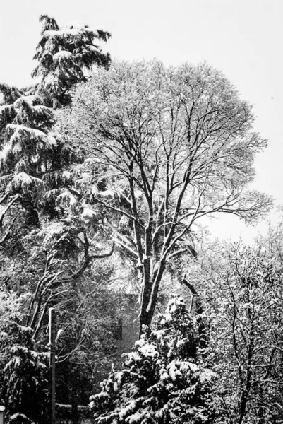 Árvores Sob Neve Paisagem Inverno — Fotografia de Stock
