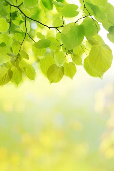 绿色的叶子和阳光背景 — 图库照片