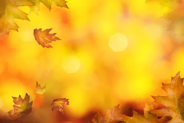 Podzimní Listí Pozadí Letní Čas Koncept — Stock fotografie
