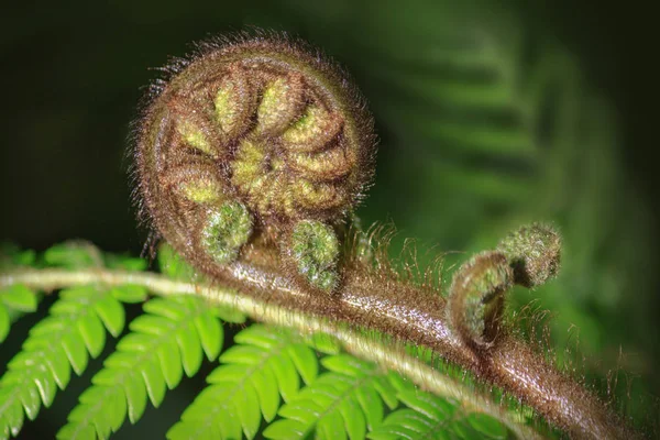 新西兰蕨类植物 Koru 展开在绿色模糊的背景 — 图库照片