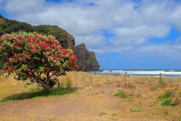 Piha Beach Pohutukawa Tree Flowering Auckland Region New Zealand — Stock Photo, Image