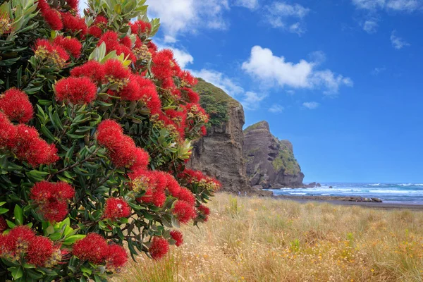 Piha Beach pohutukawa ağaçlı çiçekli, Yeni Zelanda