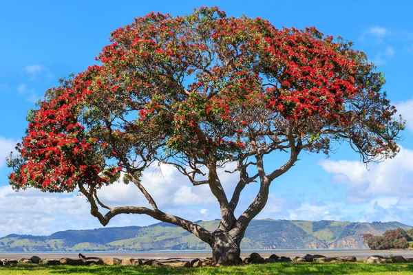 Pohutukawa ağaca Huia bay yakınındaki Titirangi, Yeni Zelanda