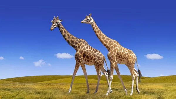 Wild Giraffes Collage Blue Sky Savanna Background — Stock Photo, Image