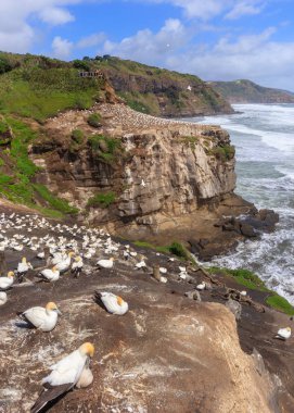 Gannet colony adlı Muriwai yakınındaki Auckland, Yeni Zelanda