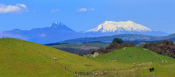 风景如画的风景与绿色的小山和火山 新西兰 — 图库照片