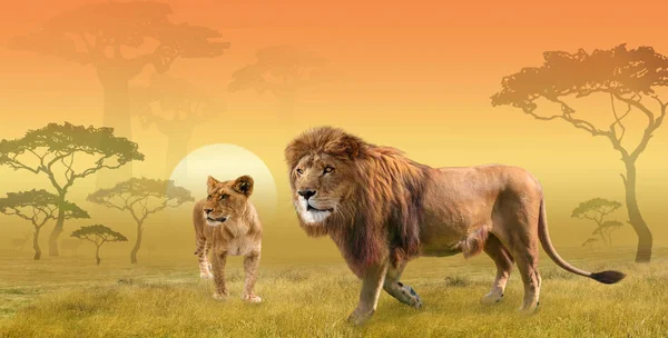Two lions hunting in savanna in the morning sun, collage
