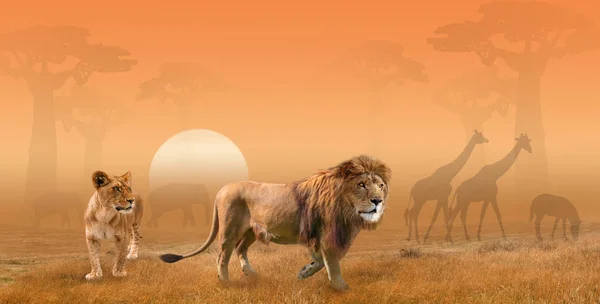 Two lions hunting in savanna in the morning sun, collage