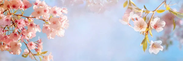 Güzel Bahar Çiçek Kiraz Ağacı — Stok fotoğraf