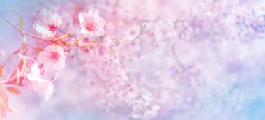 Güzel bahar doğa sahne ile pembe çiçek açan kiraz ağacı