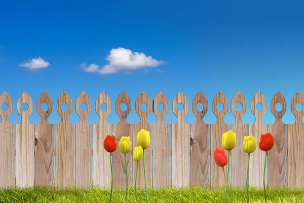 Primavera Soleada Cielo Azul Hierba Verde Tulipanes Fondo Valla Maderacon — Foto de Stock