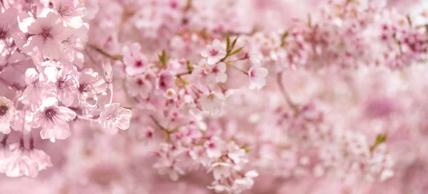 Pembe çiçek kiraz çiçekleri arka plan — Stok fotoğraf