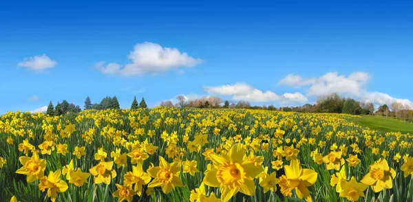 Belo campo de primavera de narcisos amarelos panorama em dia ensolarado — Fotografia de Stock