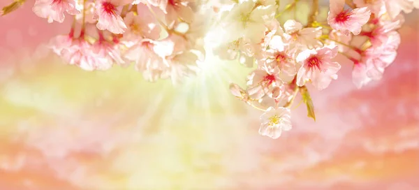 Beautiful pink blooming cherry tree in spring morning sunlight — Stock Photo, Image