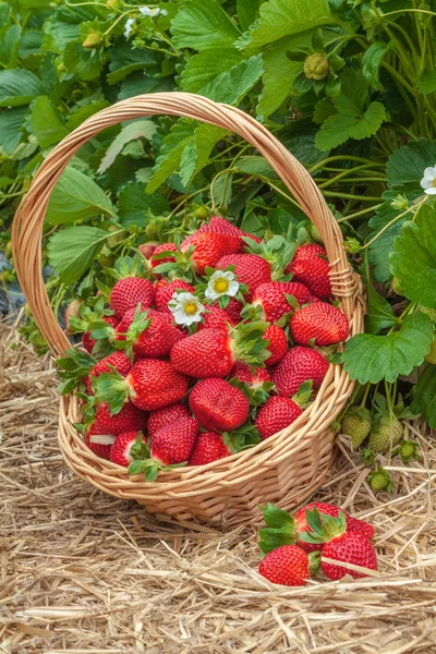 Strawberry basket agricultural  field — Stock Photo, Image