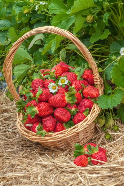 Cesto di fragole campo agricolo — Foto Stock