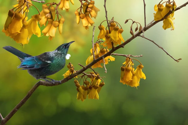 Tui kuş kowhai ağaç çiçeklerYeni Zelanda yerli — Stok fotoğraf