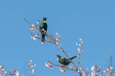 Yeni Zelanda yerli kuşları Tui kiraz ağacı dallarında oturuyor. 