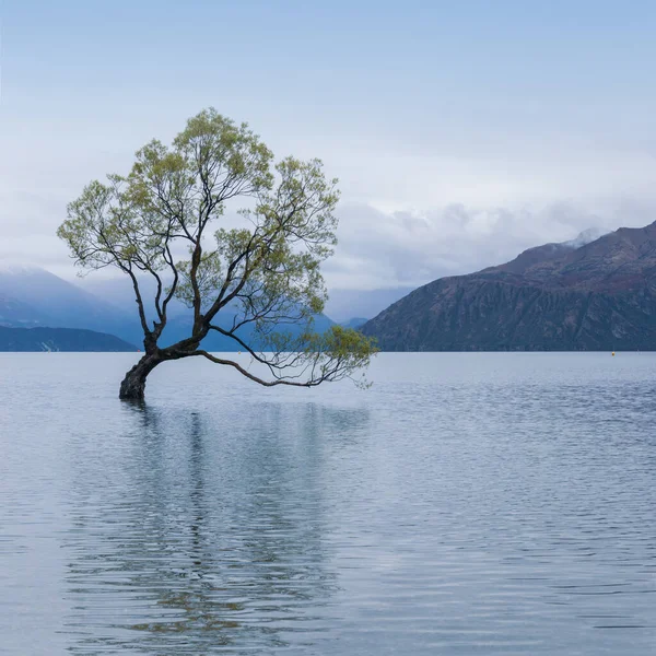 Jezero Wanaka strom — Stock fotografie