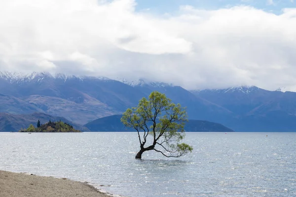 Jezero Wanaka strom Nový Zéland — Stock fotografie