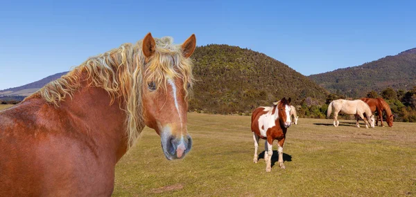 Flock Hästar Betar Den Pittoreska Landsbygden Bakgrund — Stockfoto