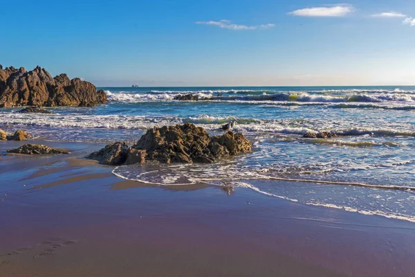 Rocky Deniz Plajı Martılar Sabah Güneşi Maunganui Dağı Yeni Zelanda — Stok fotoğraf