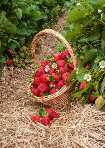 Cesto Con Bacche Appena Raccolte Sulla Paglia Del Campo Fragole — Foto Stock