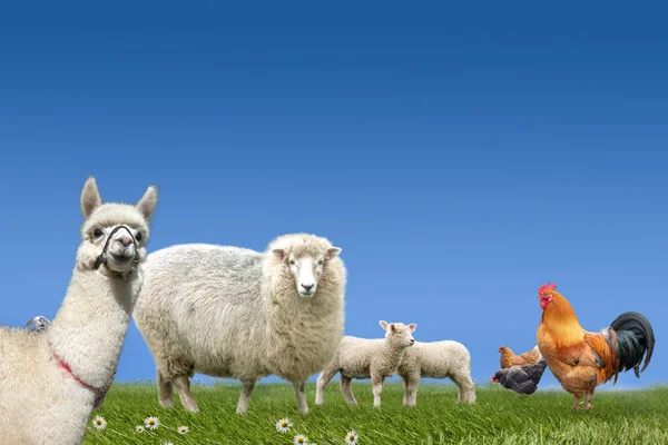 Nutztiere Schafe Lamm Huhn Alpaka Auf Der Grünen Graswiese — Stockfoto
