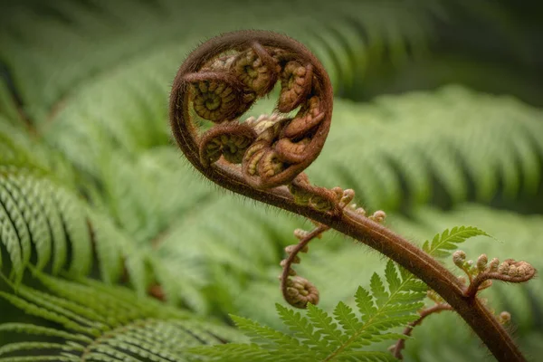 Desdobramento Samambaia Frond Close — Fotografia de Stock