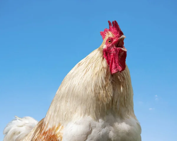 Rooster Crowing Morning Portrait Closeup — Stock Photo, Image