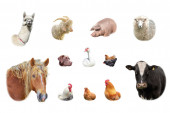 Картина, постер, плакат, фотообои "farm animals collection isolated on white background", артикул 396402880