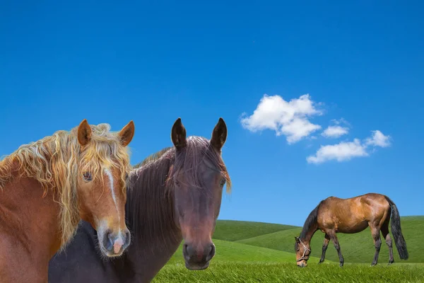Betande Hästar Närbild Grön Landsbygd Landskap — Stockfoto