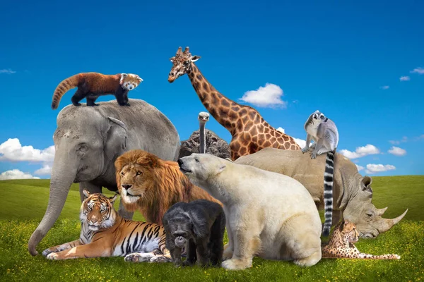 Vahşi savana hayvan grupları kolajı