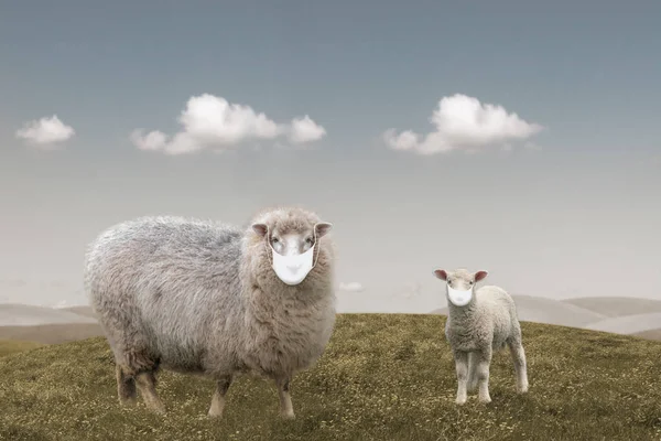 Dieren Schapen Lammeren Met Masker Ecologie Ziektebeeld — Stockfoto