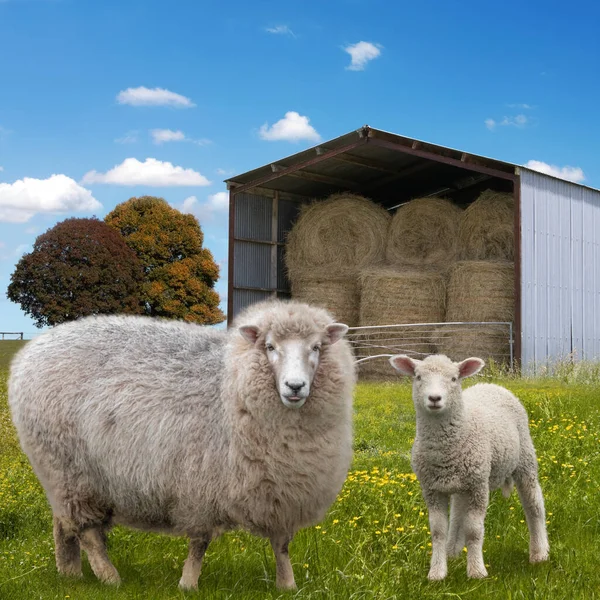 Sheep Lamb Farmland Front Hay Barn — Stock Photo, Image