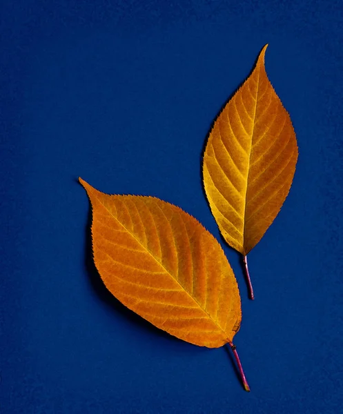 青色の背景に鮮やかなオレンジ色で つの秋の葉 — ストック写真