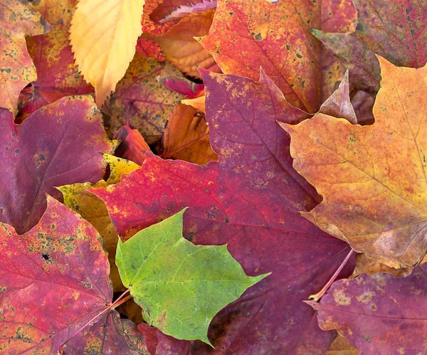 枫叶在地上与秋天的颜色 — 图库照片