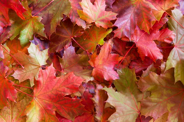 Herbstfarbe Auf Dem Ahornblatt Auf Dem Boden — Stockfoto