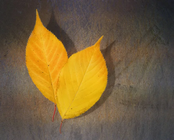 Foglia Gialla Sfondo Grunge — Foto Stock