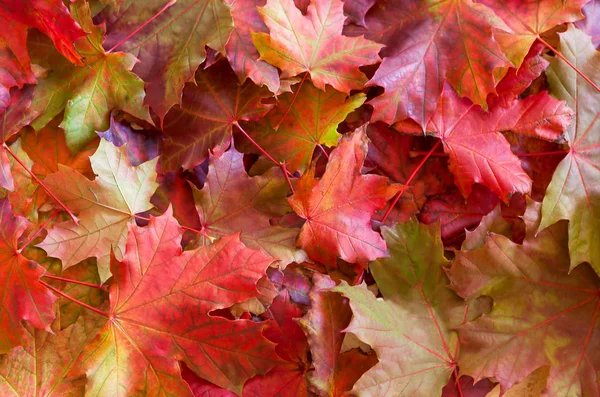 Colore Autunnale Sulla Foglia Acero Terra Immagine Stock