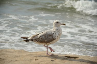 Sahilde yürüyen martı.