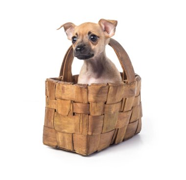 Köpek oyuncak fotoğraf makinesi vasıl arıyorum Terrier. Beyaz arka plan üzerinde izole