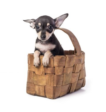 Köpek oyuncak fotoğraf makinesi vasıl arıyorum Terrier. Beyaz arka plan üzerinde izole