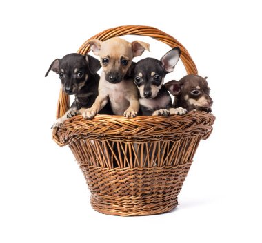 Köpek oyuncak fotoğraf makinesi vasıl arıyorum Terrier. Beyaz arka plan üzerinde izole
